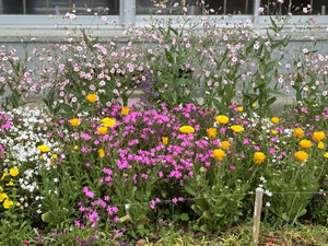 Img_0931