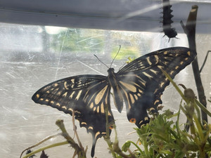 Img_1355 Img_1355