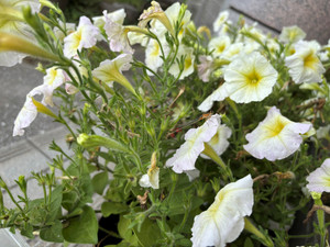 Img_1376 Img_1376