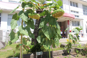 Img_4215 Img_4215
